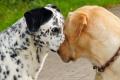 Ausdrucksverhalten & Körpersprache unserer Hunde