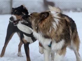 Freunde treffen Freunde