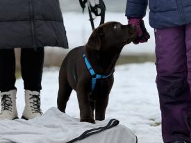 Welpentreffen genau das Richtige für Sie.