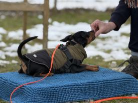 Welpentreffen genau das Richtige für Sie.