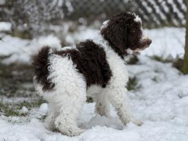 Welpentreffen genau das Richtige für Sie.