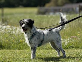 Trainingstreffen speziell für Hunde aus dem Ausland Trainingstreffen speziell für Hunde aus dem Ausland