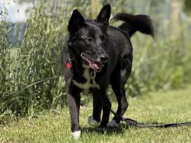 Trainingstreffen speziell für Hunde aus dem Ausland Trainingstreffen speziell für Hunde aus dem Ausland