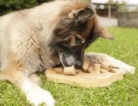 Wenn unsere Hunde älter werden.