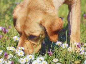 Schnüffelspiele entdecken Schnüffelspiele entdecken