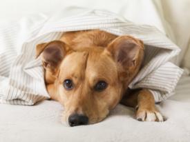 Tierpsychologischen Verhaltensberatung