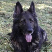 Velvet - Unser Sonnenschein     