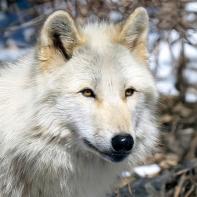 Alawa - Unsere hübsche Patenwölfin