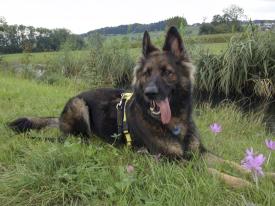 Unser Sonnenschein Velvet Unser Sonnenschein Velvet